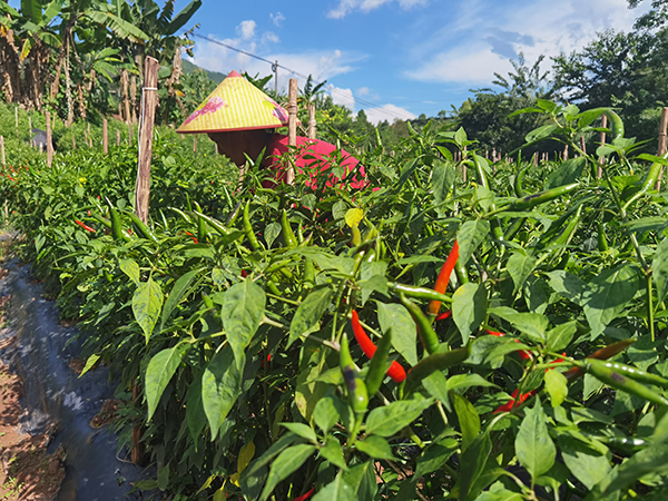 ‌镇沅：“椒”艳田间 奏响乡村振兴“椒响曲”