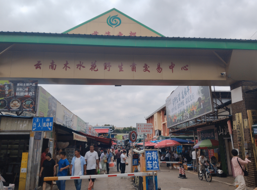 ‌昆明野生菌市场：价格反常上扬！