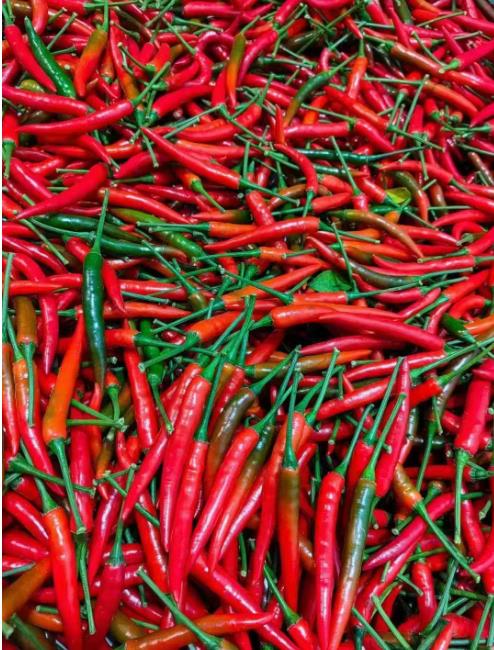 云南镇沅：“椒”艳田间 绘就乡村振兴“椒响曲”