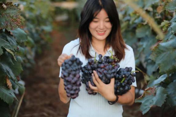 昆明市东川区拖布卡镇夏黑葡萄迎丰收 游客果园体验采摘之乐