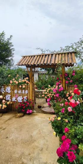 ‌临沧永德：七夕寻浪漫 香水月季成佳选——赴一场月季萦绕的爱恋之约吧