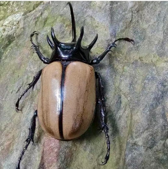 云南临沧永德：大雪山发现两种国家二级保护动物