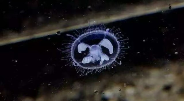 ‌云南腾冲：“水中大熊猫”桃花水母惊喜现身