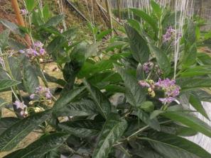 ‌云南普洱一线看发展丨九甲镇：人参果长势喜人 “钱”途可期