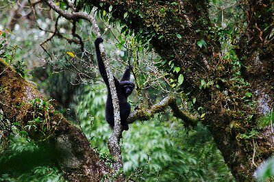 ‌保山成功破解高黎贡白眉长臂猿“声纹密码