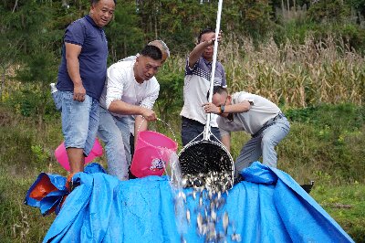 ‌保山龙陵：两万尾土著鱼“回家”