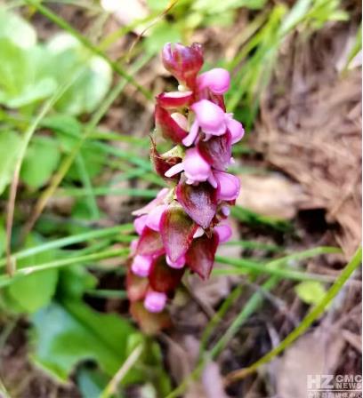 ‌云南曲靖：会泽发现缘毛鸟足兰