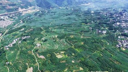 ‌云南临沧永德：“十四五”蔗糖产业书写高质量答卷