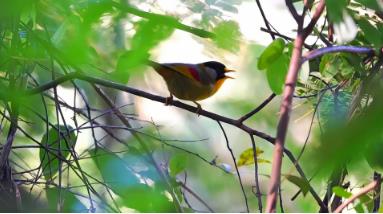 ‌云南龙陵县东坡森林公园里的“爱情鸟”