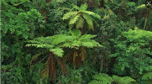 ‌“蕨”处逢生‖来自第三世纪冰川的亿年“蕨王”  ——保山龙陵秘境沟谷中那片古生物和地球演变的“活化石”