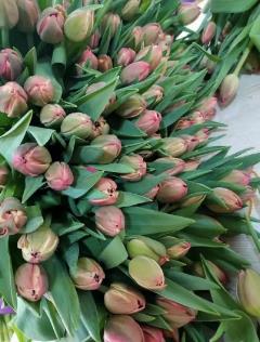 ‌嵩“花”添彩丨红色系郁金香成年宵花新宠 200万株装点年宵花市场！